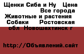 Щенки Сиба и Ну › Цена ­ 35000-85000 - Все города Животные и растения » Собаки   . Ростовская обл.,Новошахтинск г.